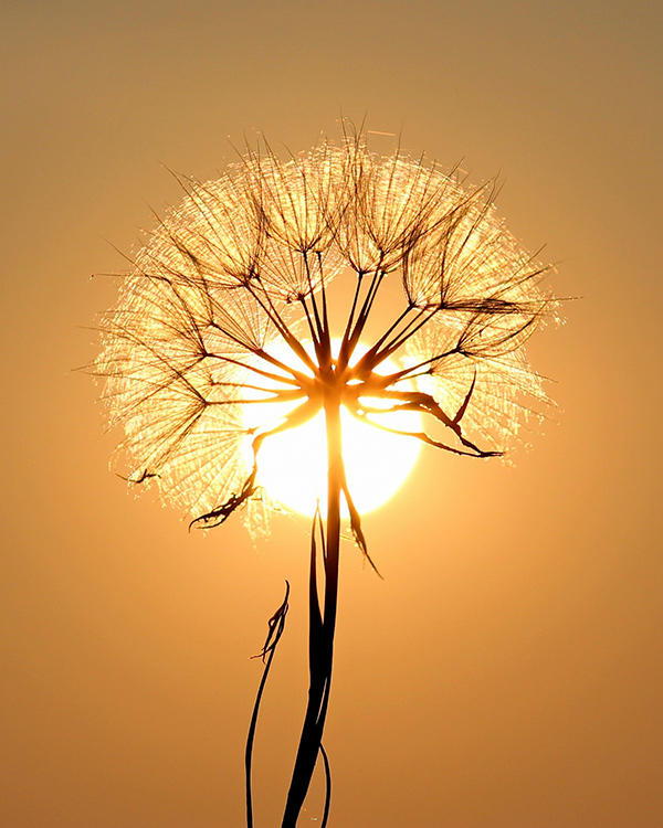 Dandelion in the sun representing life transitions and change