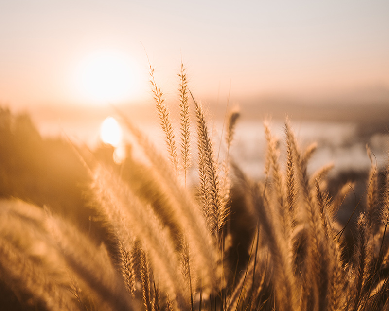 sun coming up through the field after counseling for anxiety and depression